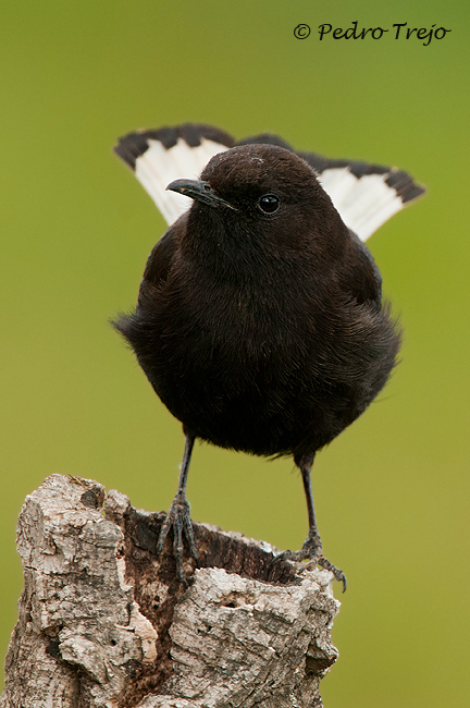 Collalba negra (Oenanthe leucura)